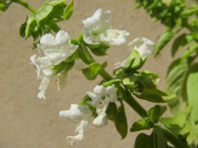 Ocimum basilicum (albahaca)
